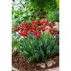 Tulipan Eye Catcher - opak. 5 szt.