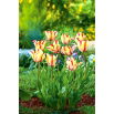 Tulipan Flaming Parrot - opak. 5 szt.
