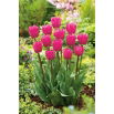 Tulipan różowy - Rose - 5 szt.