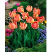 Tulipan Salmon Parrot - 5 szt.