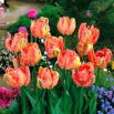 Tulipan Salmon Parrot - 5 szt.