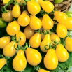 Pomidor Yellow Pearshaped - wysoki żółty