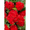 Pelargonia czerwona