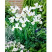 Irys holenderski - White Excelsior - 10 szt.