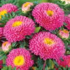 Aster pomponowy - różowy