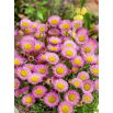 Przymiotno okazałe, Erigeron - różowe