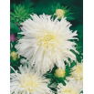 Aster chryzantemowy - biały