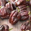 Papryka Habanero Chocolate - ostra, ciemnobrązowa