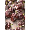 Papryka Habanero Chocolate - ostra, ciemnobrązowa