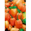 Papryka Habanero Orange - ostra, pomarańczowa