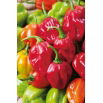 Papryka Habanero Red - ostra, czerwona