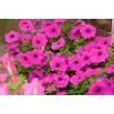 Petunia ogrodowa - Kaskada różowa
