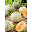 Melon Charentais - cukrowy