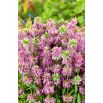 Monarda, Pysznogłówka cytrynowa