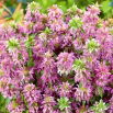 Monarda, Pysznogłówka cytrynowa