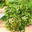 Karczoch Vert De Provence - niskokaloryczne, prozdrowotne warzywo