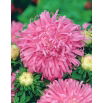 Aster chryzantemowy Beryl - różowy