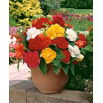 Begonia pełna - mix kolorów - 2 szt.