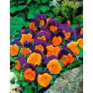 Bratek wielkokwiatowy - pomarańczowo-fioletowy Orange Violet