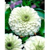 Cynia wytworna daliowa Polar Bear