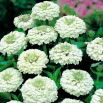 Cynia wytworna Liliput White Gem - biała