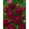 Dalia - Downham Royal - pomponowa