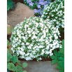 Lobelia White Lady - biała