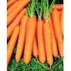 Marchew Jagna - typ karotka, średnio wczesna