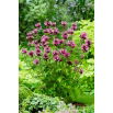 Monarda, Pysznogłówka cytrynowa