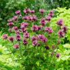 Monarda, Pysznogłówka cytrynowa