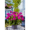 Pelargonia fioletowa