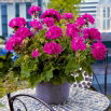 Pelargonia fioletowa