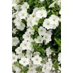 Petunia ogrodowa - Kaskada biała