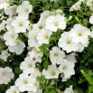 Petunia ogrodowa - Kaskada biała