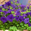 Petunia wielkokwiatowa - niebieska