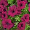 Petunia wielkokwiatowa - wiśniowa