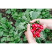 Rzodkiewka Cherry Belle   (czerwona) - b. wczesna - 100 g