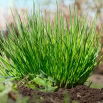 BIO Szczypiorek Medium leaf - Certyfikowane nasiona ekologiczne