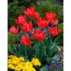 Tulipan Erna Lindgreen - opak. 5 szt.