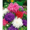 Aster chryzantemowy - mieszanka