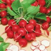 Rzodkiewka Cherry Belle
