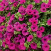 Petunia zwisająca, Surfinia purpurowofioletowa Rubina