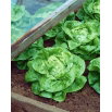 Sałata Apollo - zimująca