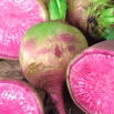Rzodkiew Red Meat