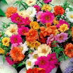 Portulaka wielkokwiatowa - mieszanka
