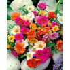 Portulaka wielkokwiatowa - mieszanka