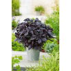 Bazylia Dark Opal - czerwona