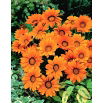 Gazania Orange With Ring