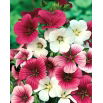 Malope - mieszanka