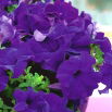 Petunia ogrodowa Nokturn - granatowa